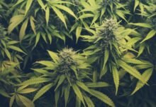 THCA Uncovered: An Expert Guide to Its Health Potential and Premium Products