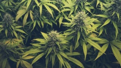 THCA Uncovered: An Expert Guide to Its Health Potential and Premium Products