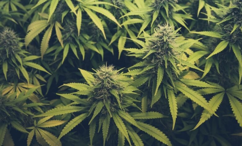 THCA Uncovered: An Expert Guide to Its Health Potential and Premium Products